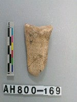 藏品(獸骨殘骸)的圖片